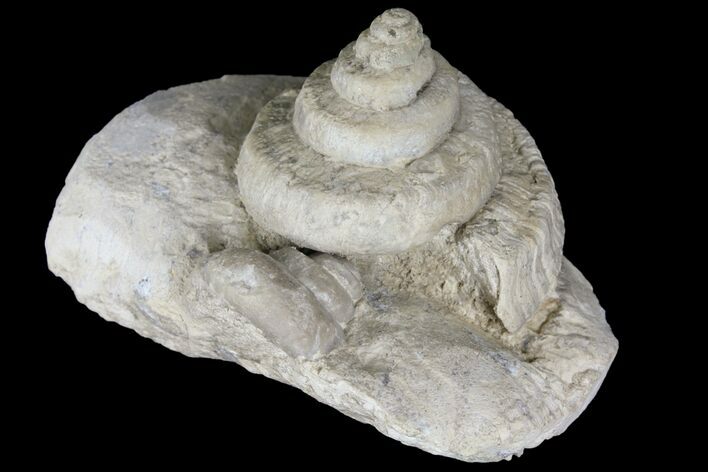 Mississipian Gastropod (Euomphalus) - D Preservation - Iowa #94759